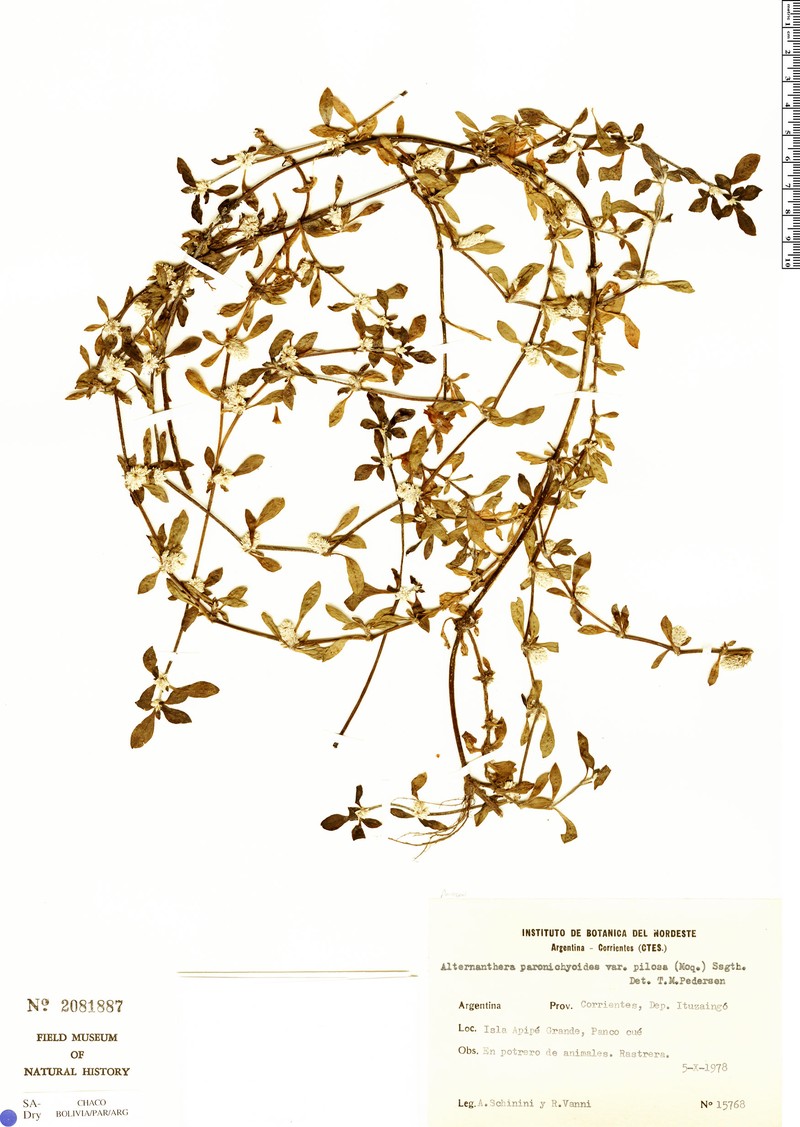 Alternanthera paronychioides subsp. pilosa