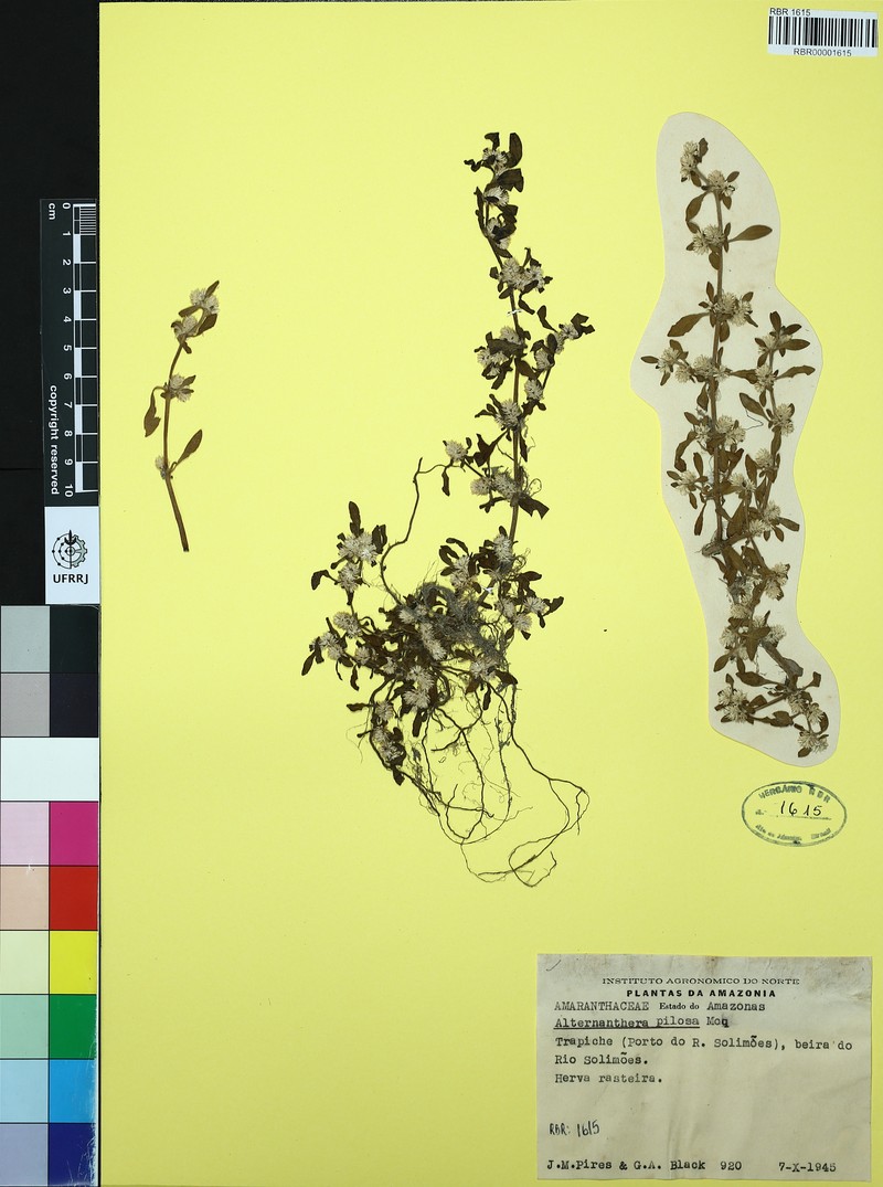 Alternanthera paronychioides subsp. pilosa photo 2