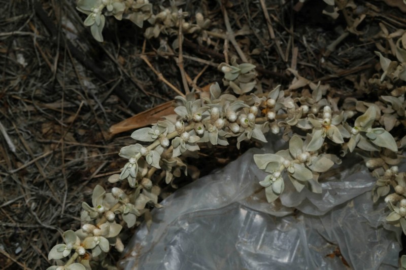 Alternanthera peruviana photo 2