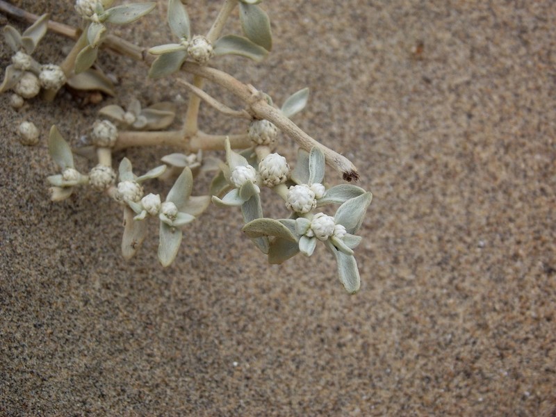 Alternanthera peruviana photo 4
