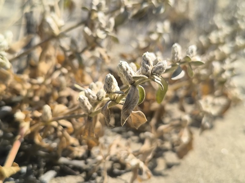 Alternanthera peruviana photo 5
