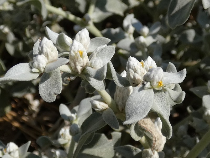 Alternanthera peruviana photo 7