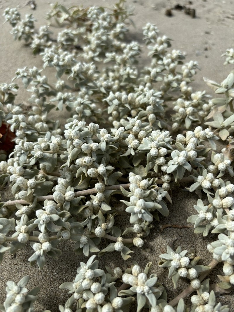 Alternanthera peruviana photo 8