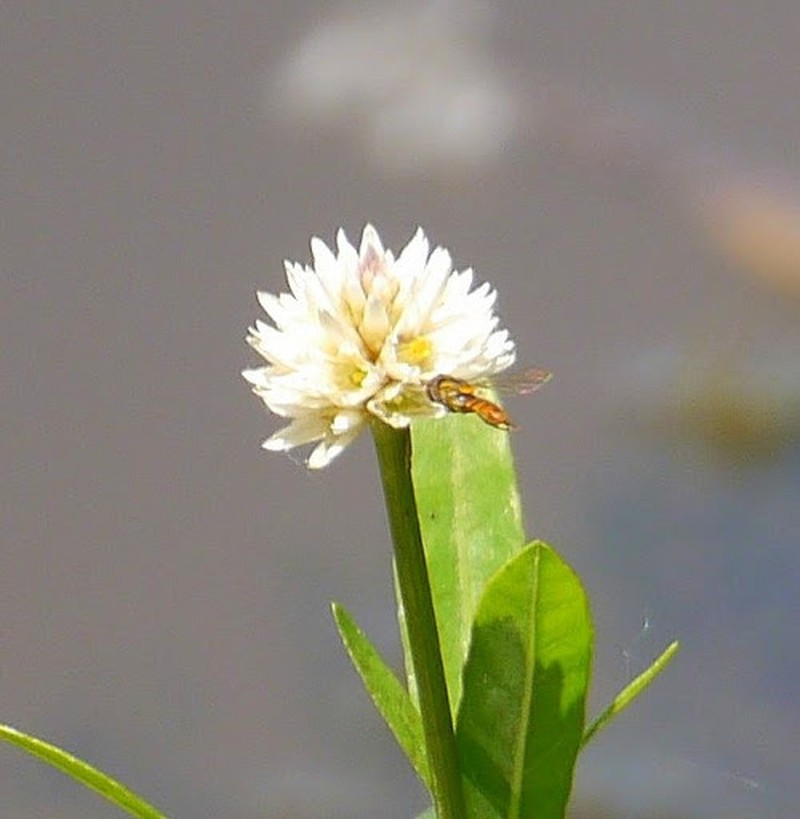 Alligatorweed photo 2