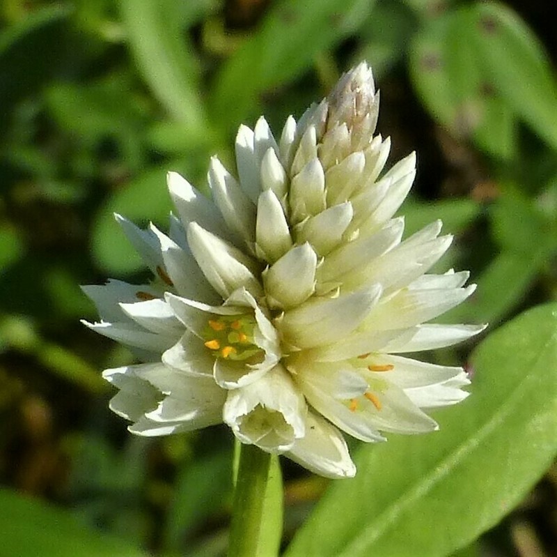 Alligatorweed photo 3