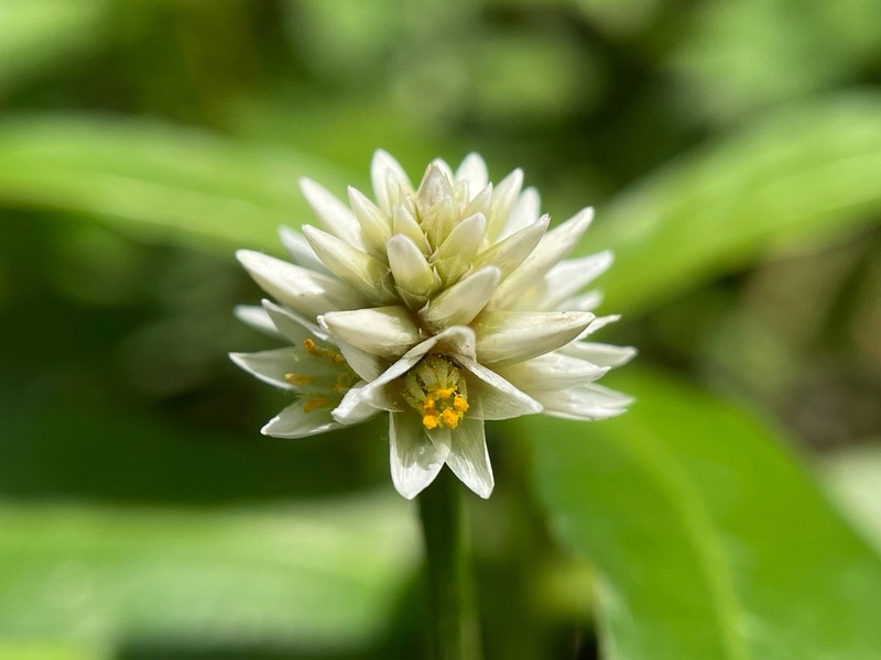 Alligatorweed photo 5