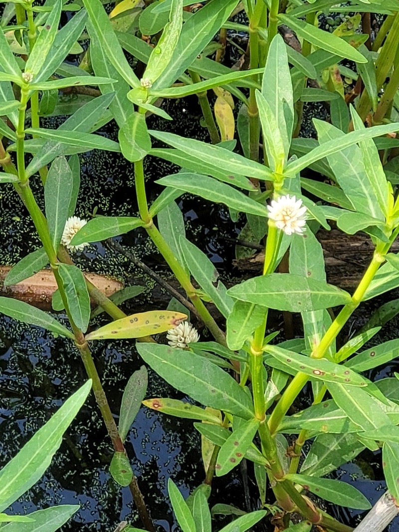 Alligatorweed photo 6