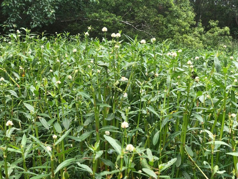 Alligatorweed photo 7