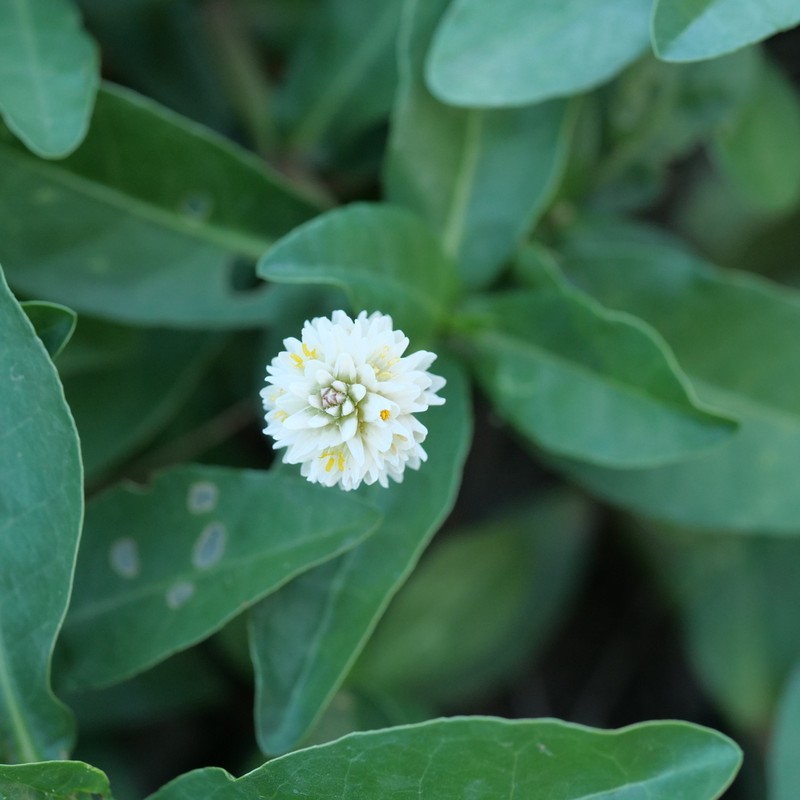 Alligatorweed photo 8