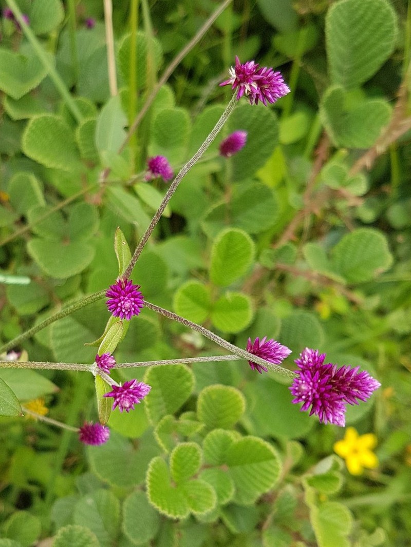 Alternanthera porrigens