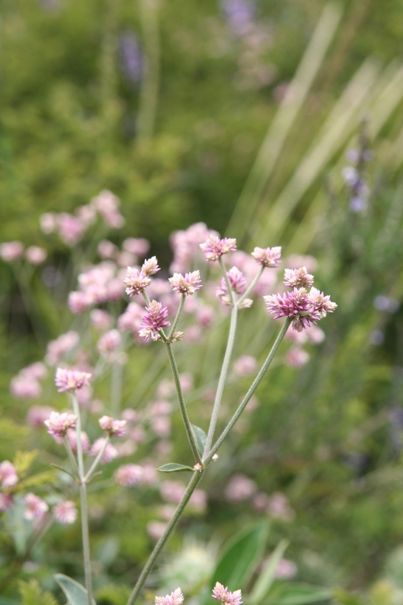 Alternanthera porrigens photo 2