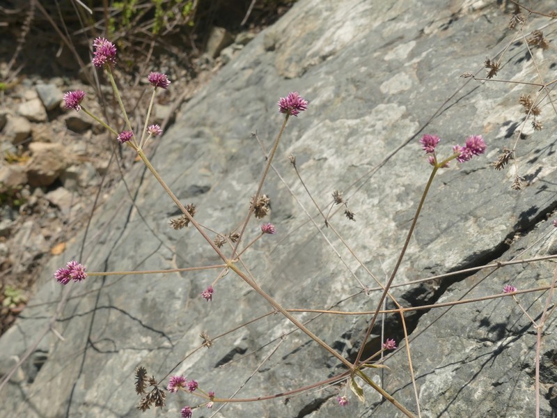 Alternanthera porrigens photo 3