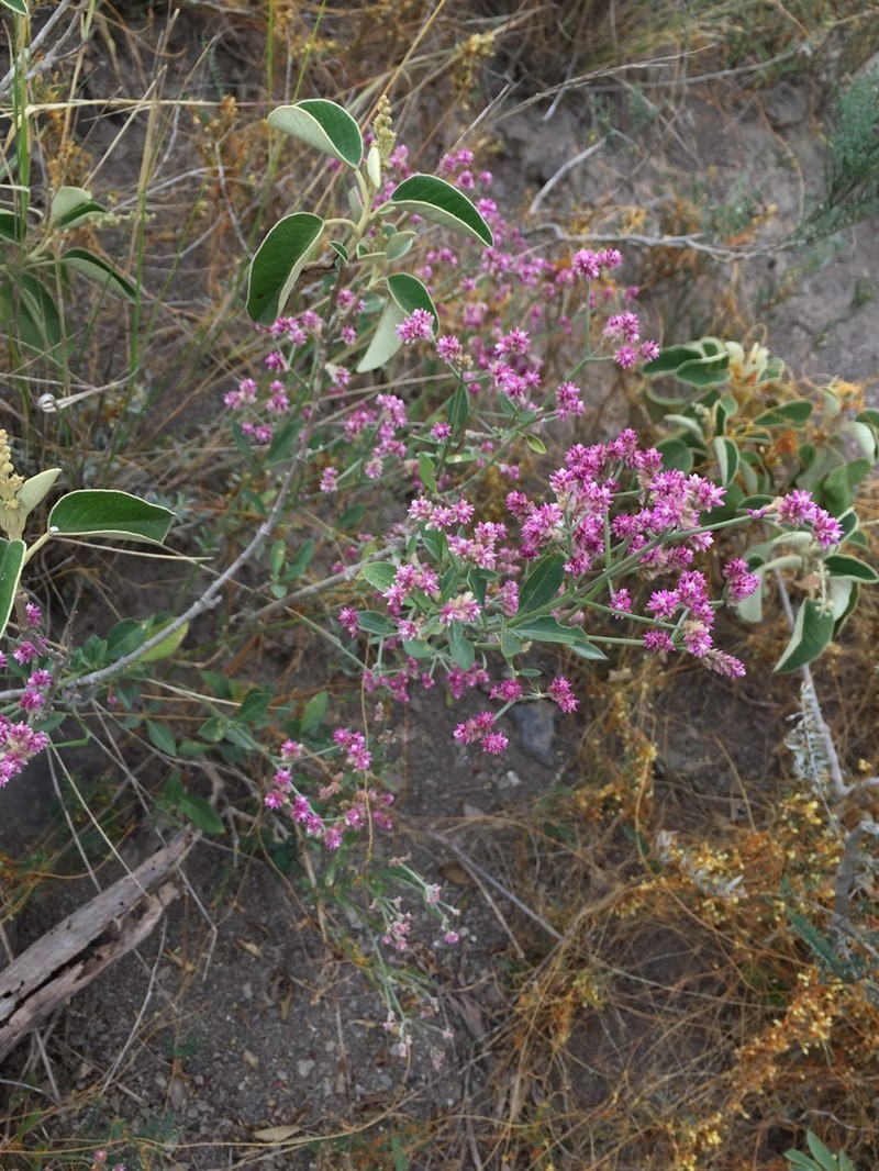 Alternanthera porrigens photo 4