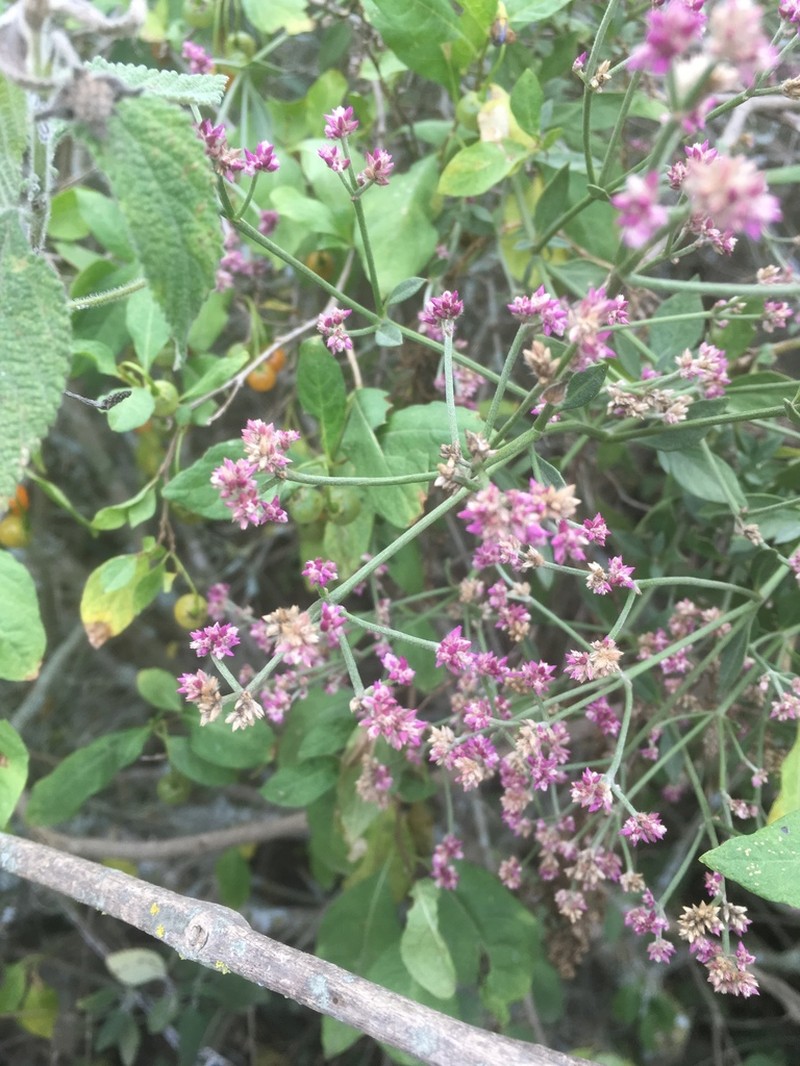 Alternanthera porrigens photo 5