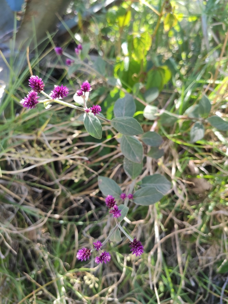 Alternanthera porrigens photo 6