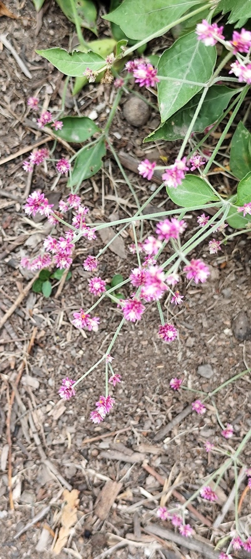 Alternanthera porrigens photo 7
