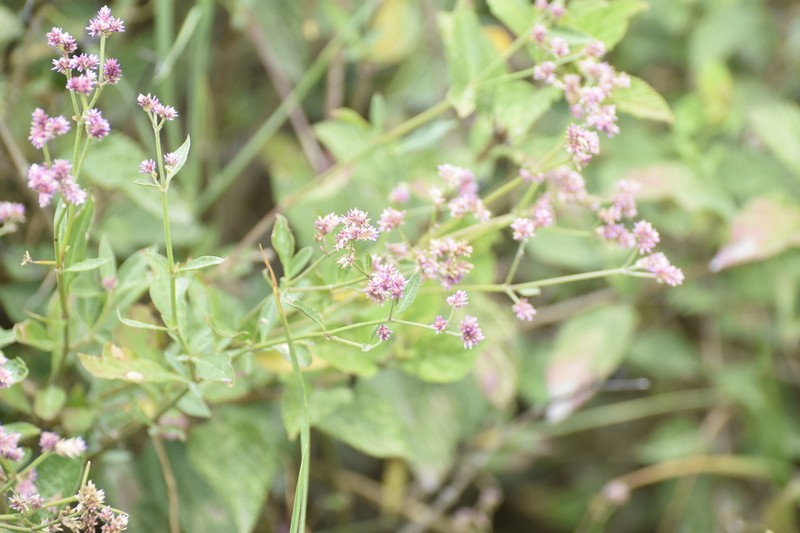 Alternanthera porrigens photo 8