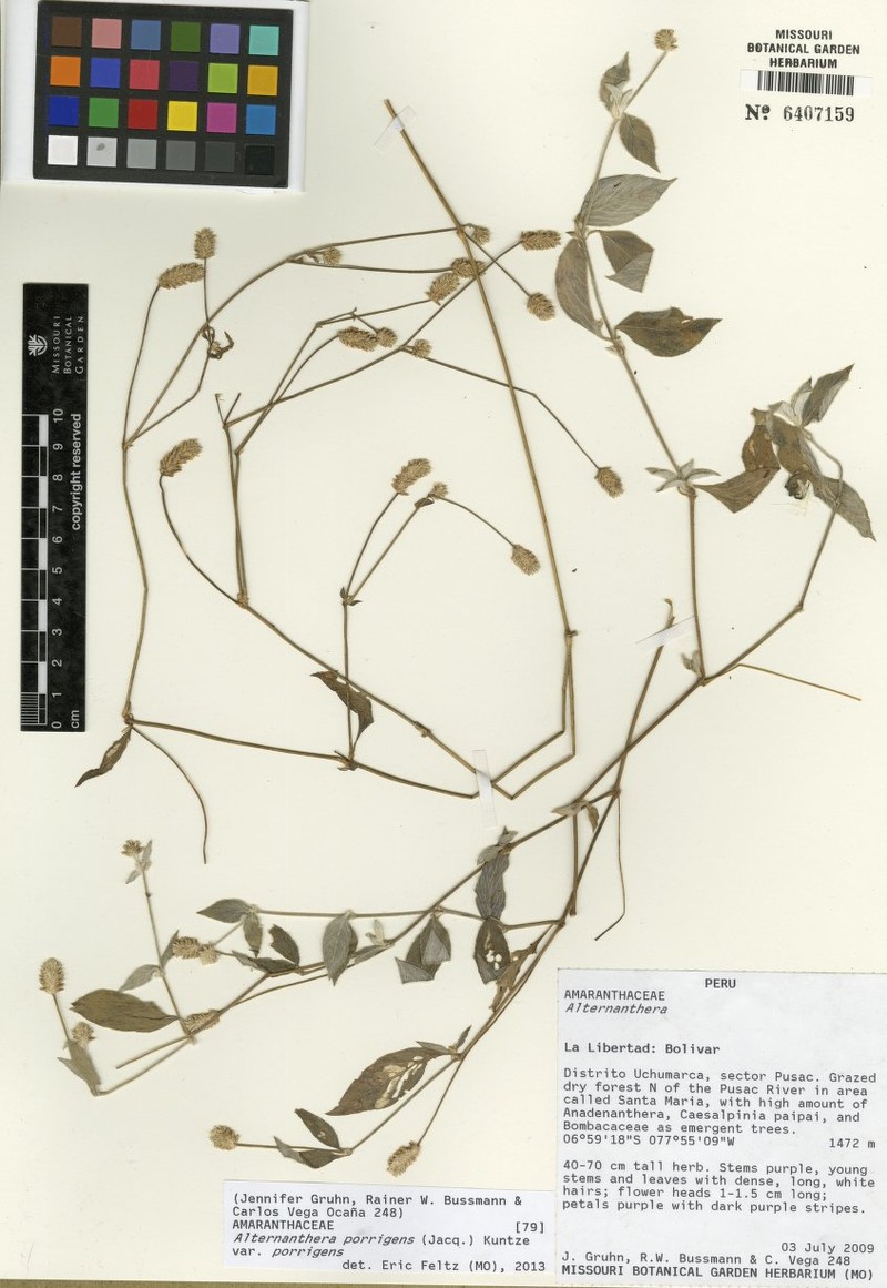 Alternanthera porrigens var. porrigens