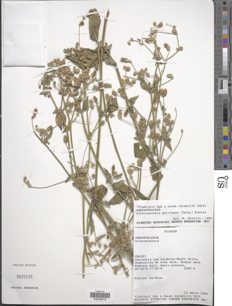 Alternanthera porrigens var. porrigens photo 2