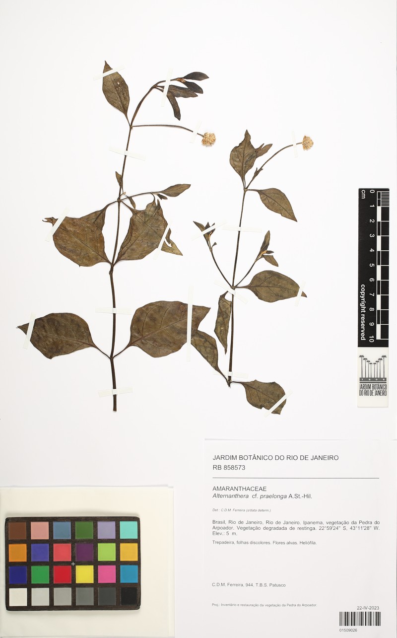 Alternanthera praelonga