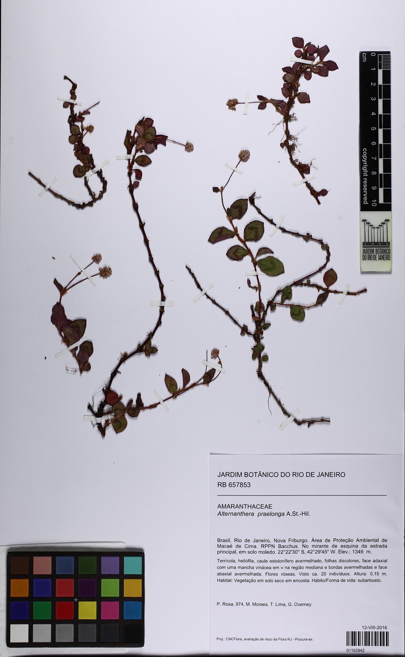 Alternanthera praelonga photo 2