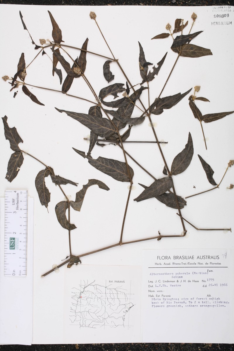 Alternanthera puberula