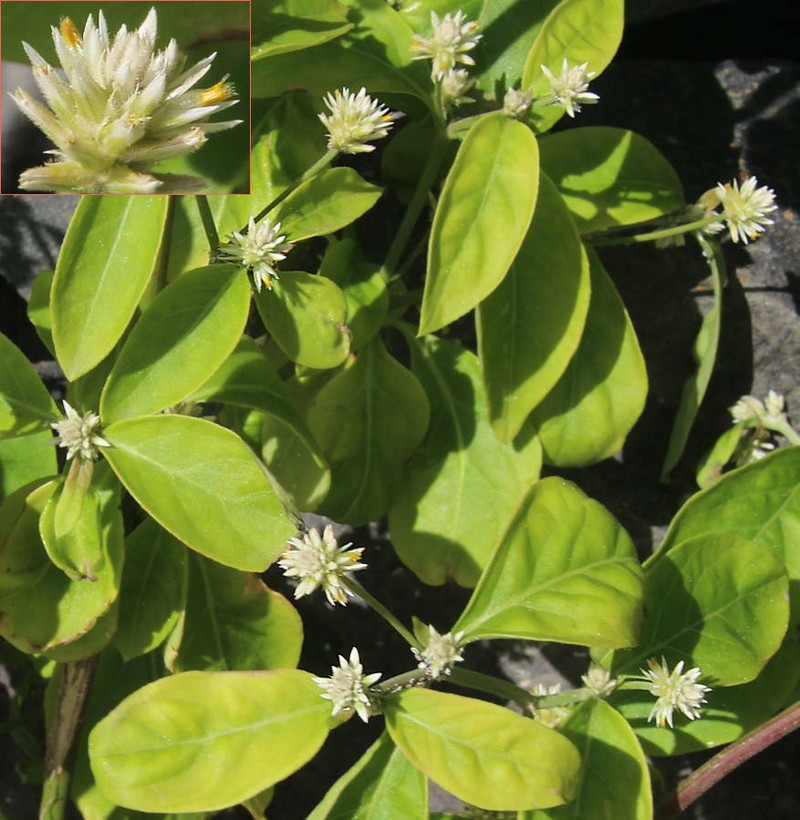 Alternanthera pubiflora photo 2