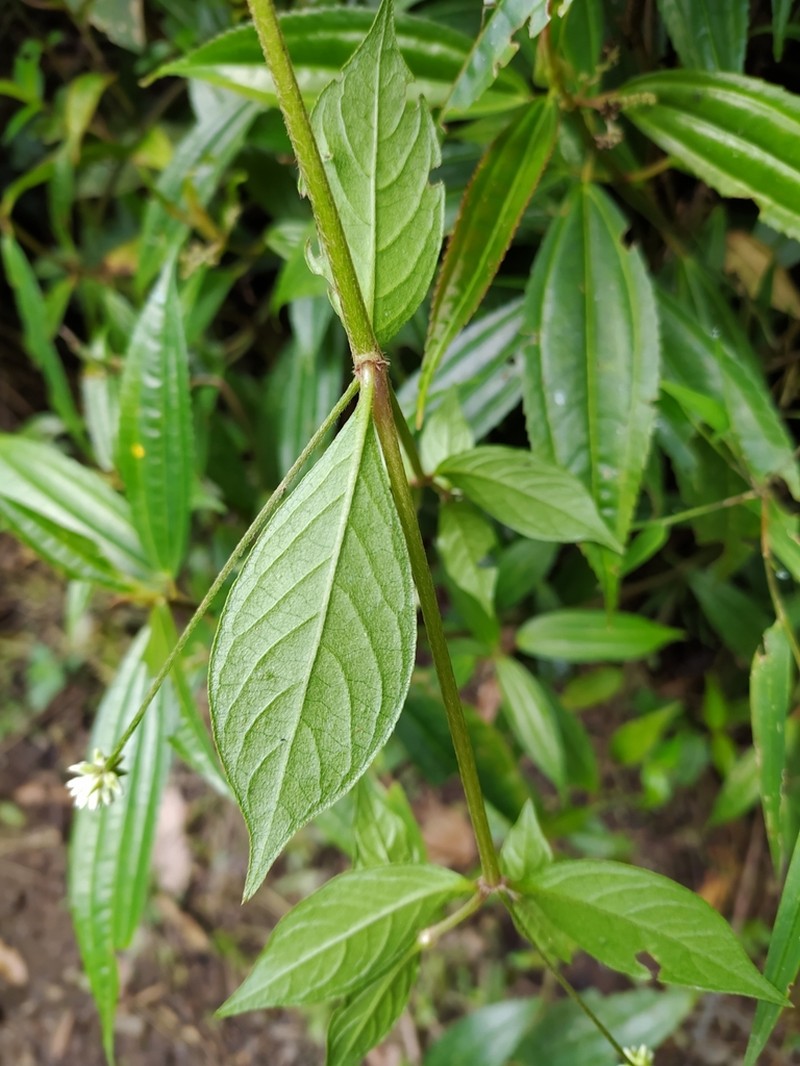 Alternanthera pubiflora photo 3