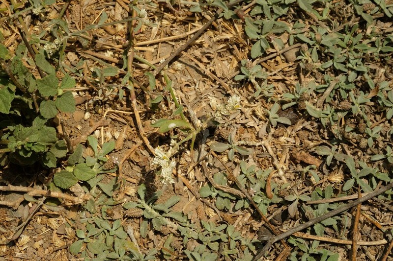 Alternanthera pubiflora photo 5