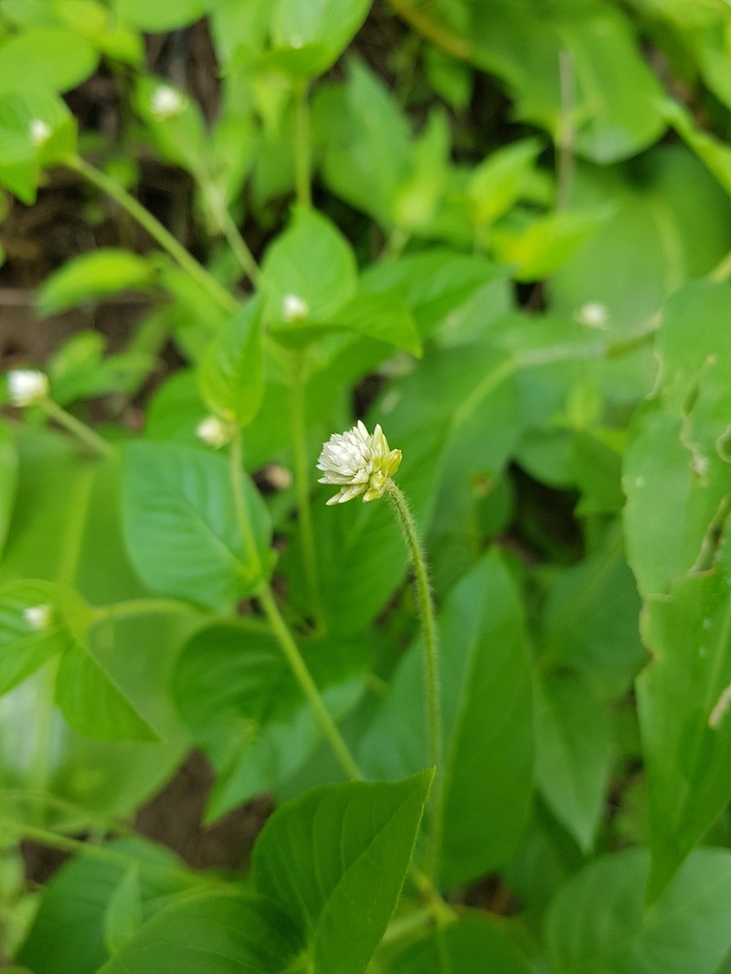 Alternanthera pubiflora photo 6