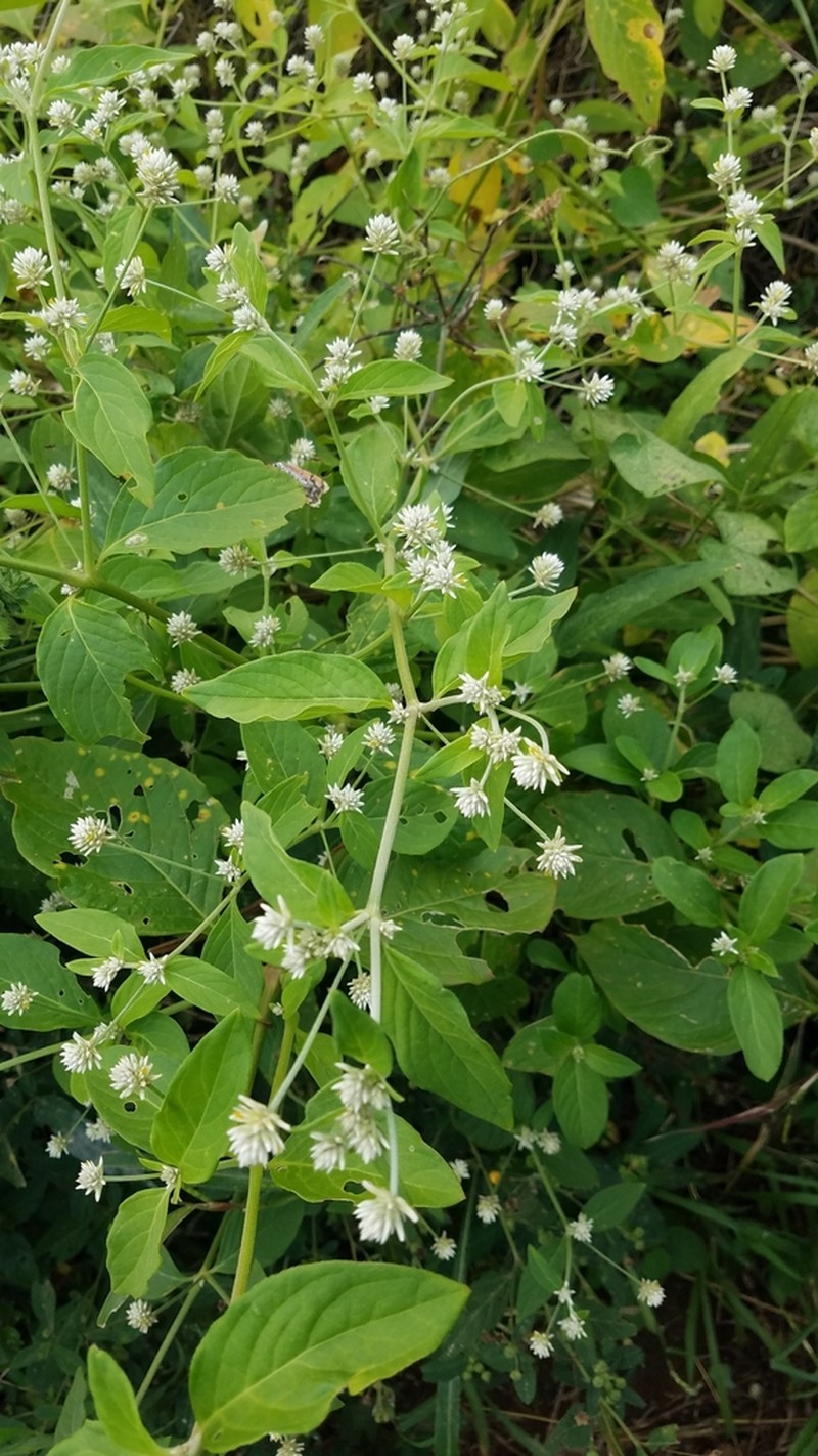 Alternanthera pubiflora photo 7