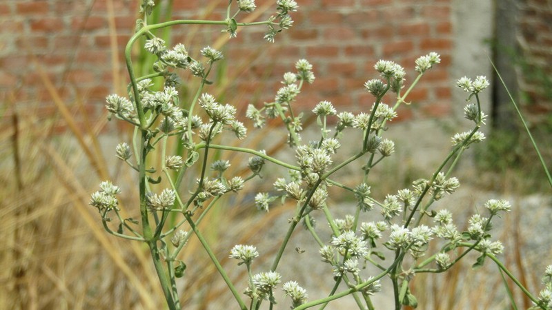 Alternanthera pubiflora photo 8