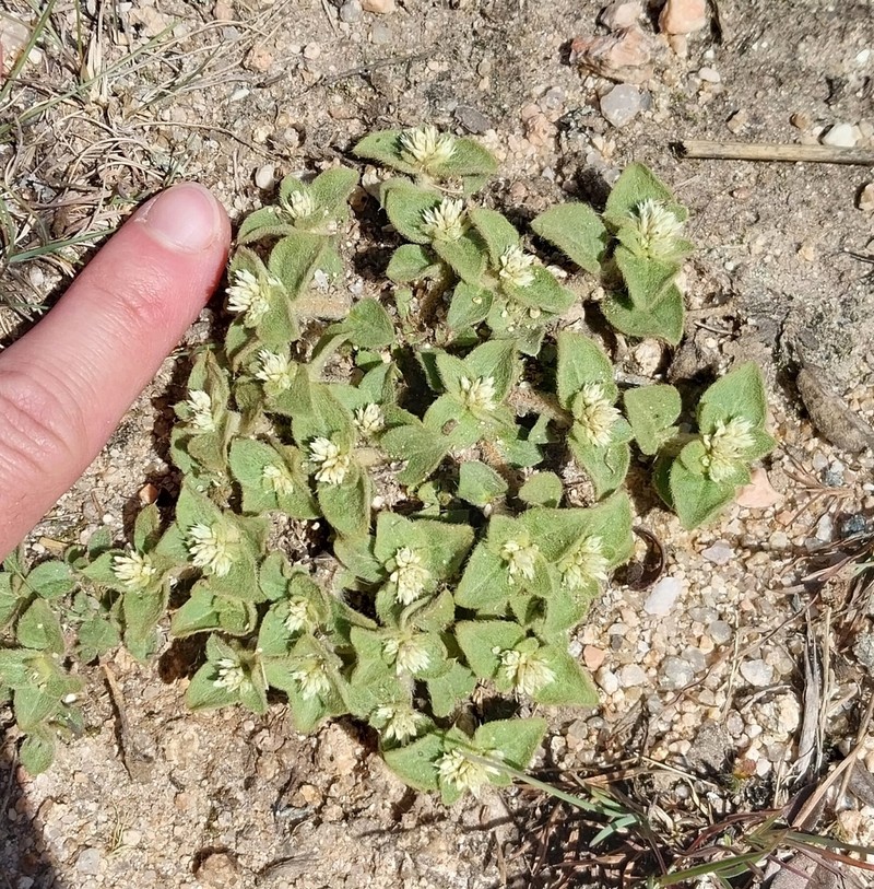 Alternanthera pumila photo 2