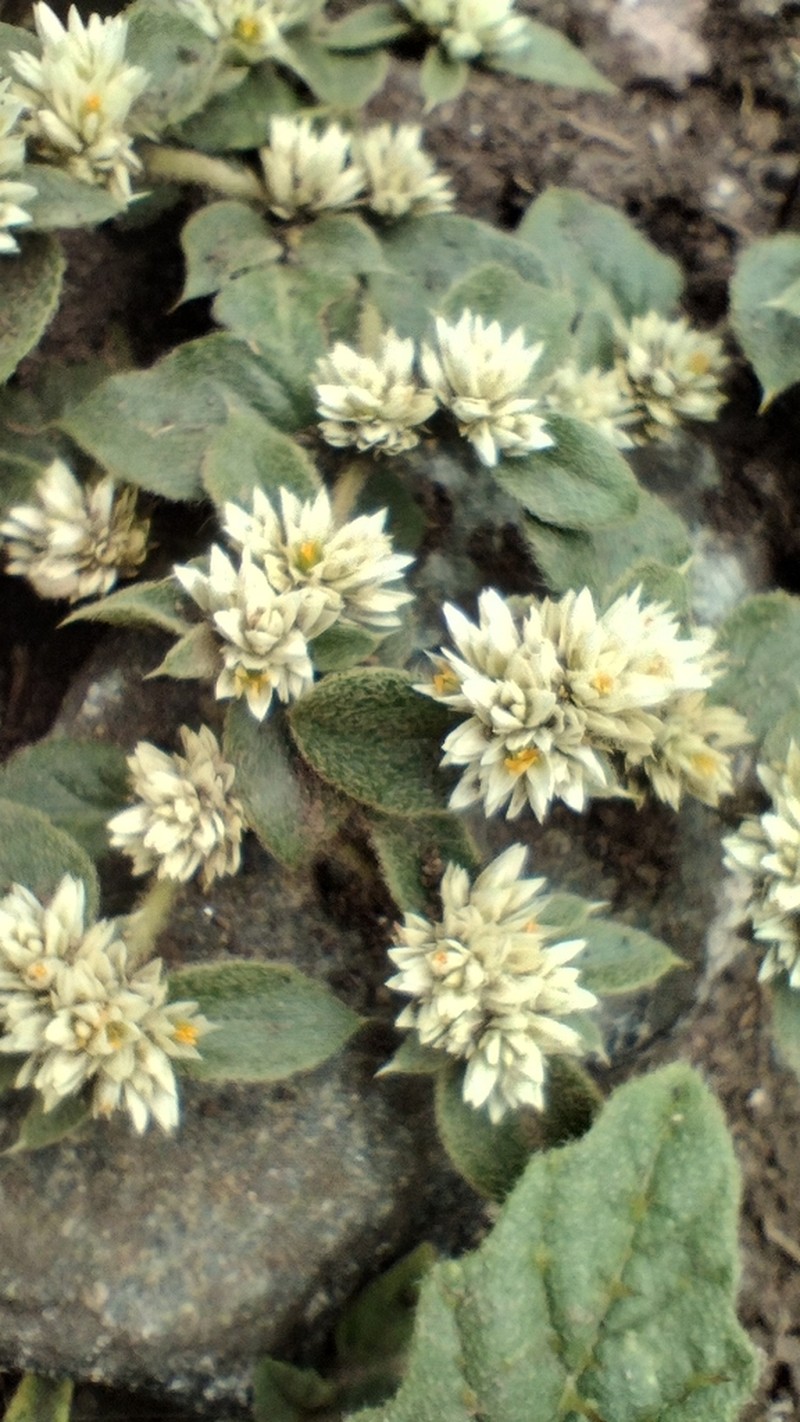 Alternanthera pumila photo 3