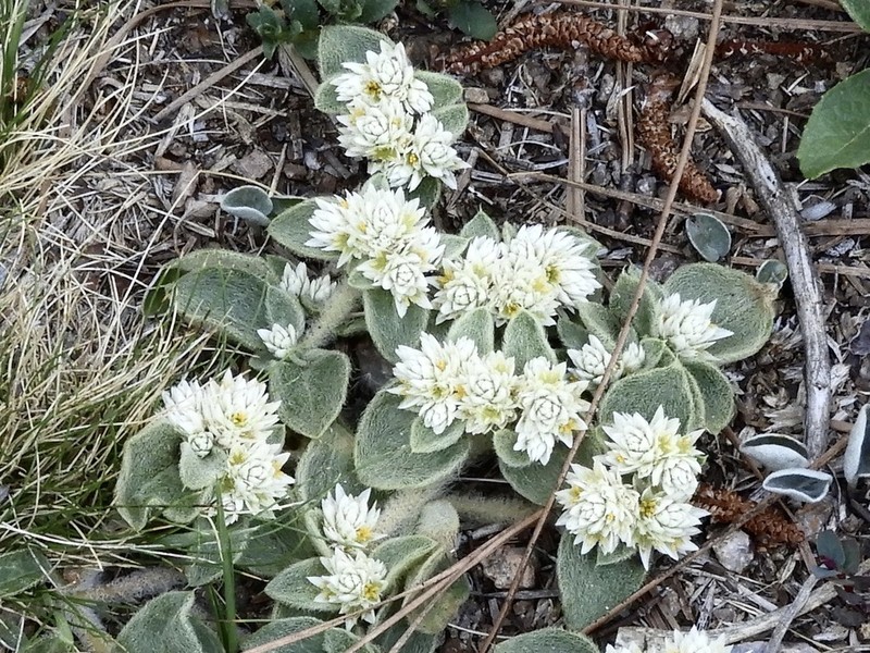 Alternanthera pumila photo 4
