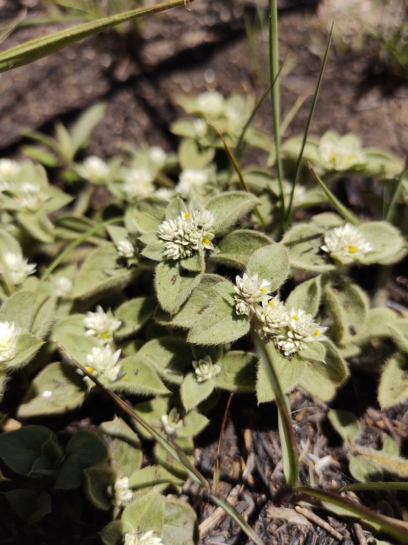 Alternanthera pumila photo 5