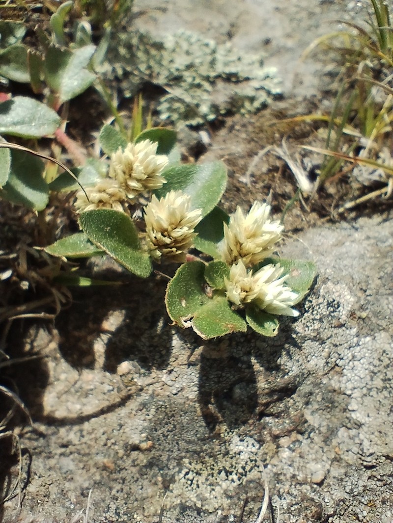 Alternanthera pumila photo 6