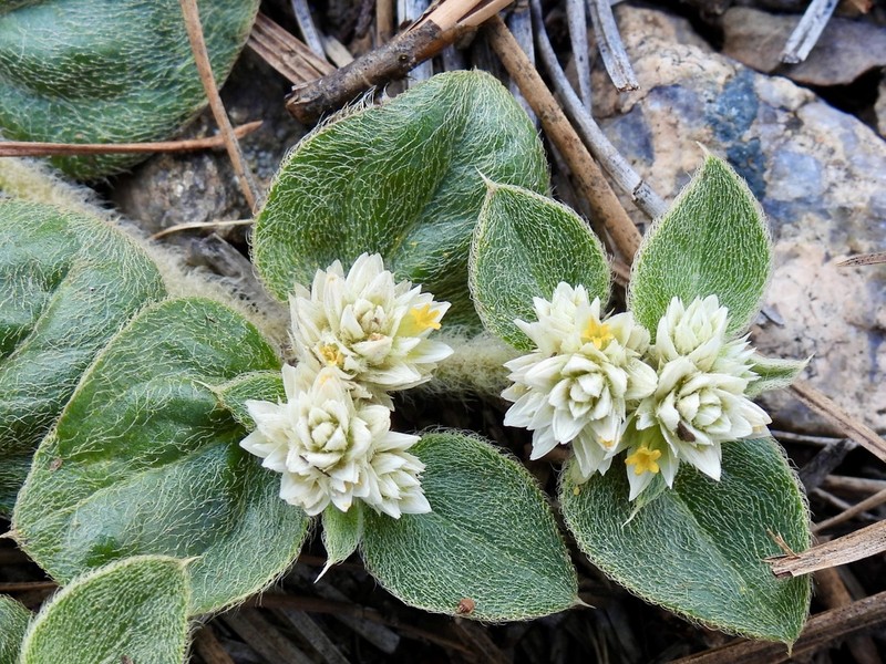 Alternanthera pumila photo 7