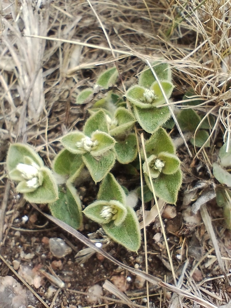 Alternanthera pumila photo 8