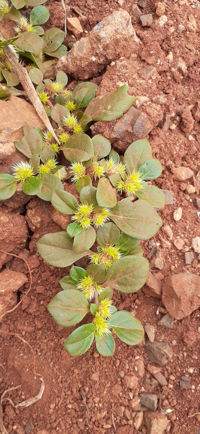 Khakiweed photo 4