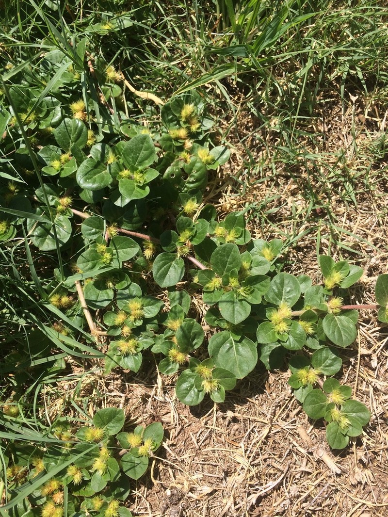 Khakiweed photo 5