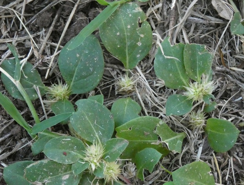 Khakiweed photo 6