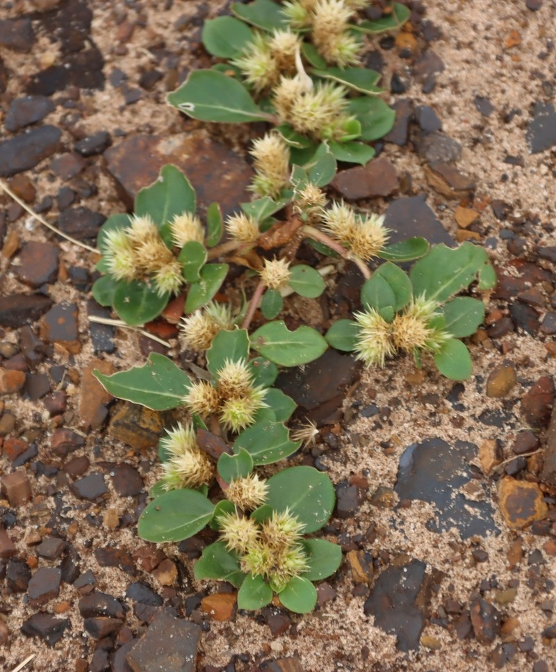 Khakiweed photo 7