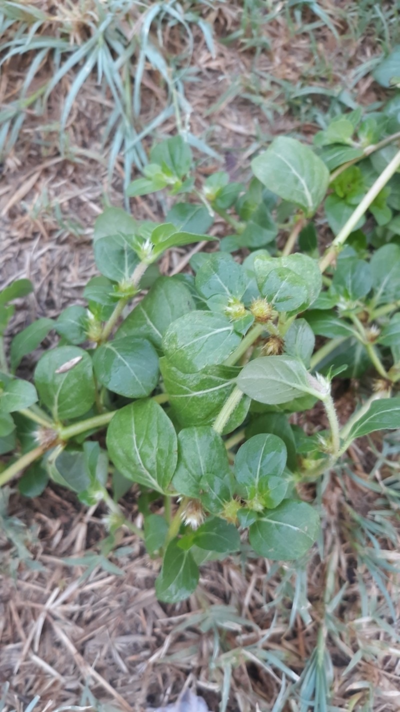 Khakiweed photo 8