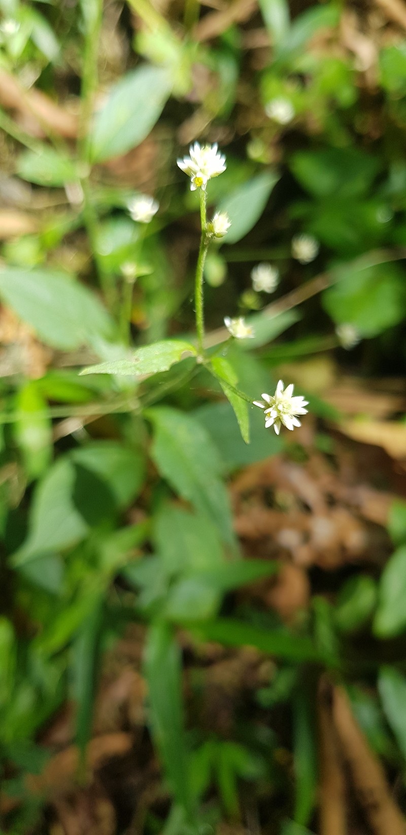 Alternanthera pycnantha photo 2