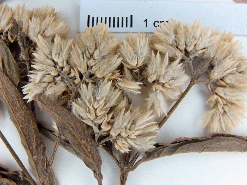 Alternanthera pycnantha photo 3