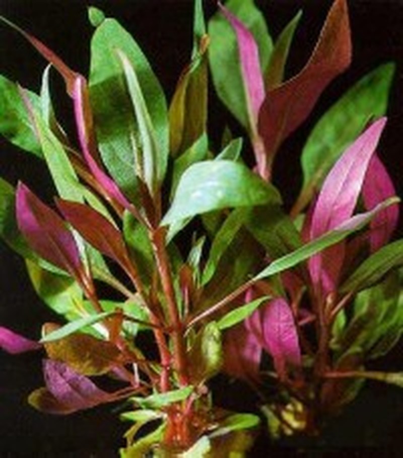 Alternanthera reineckii