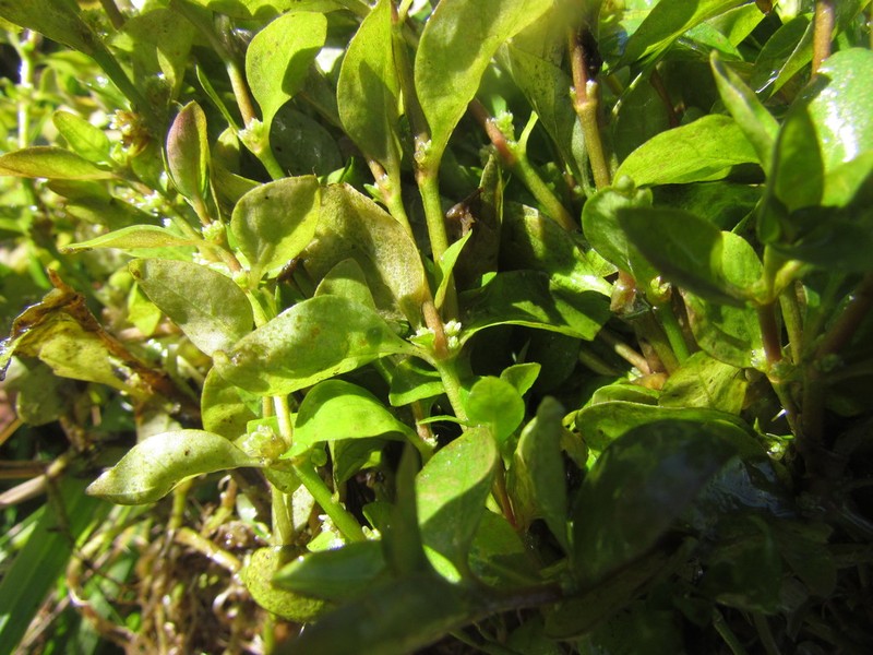 Alternanthera reineckii photo 2