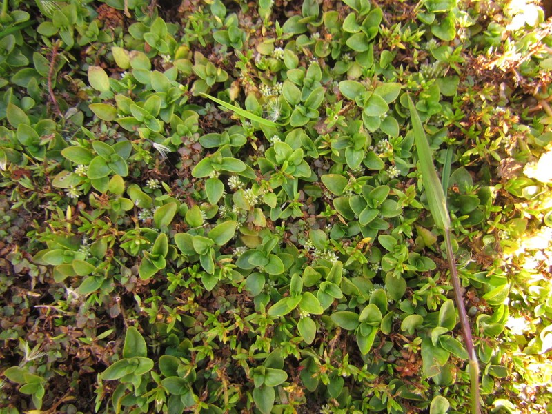 Alternanthera reineckii photo 4