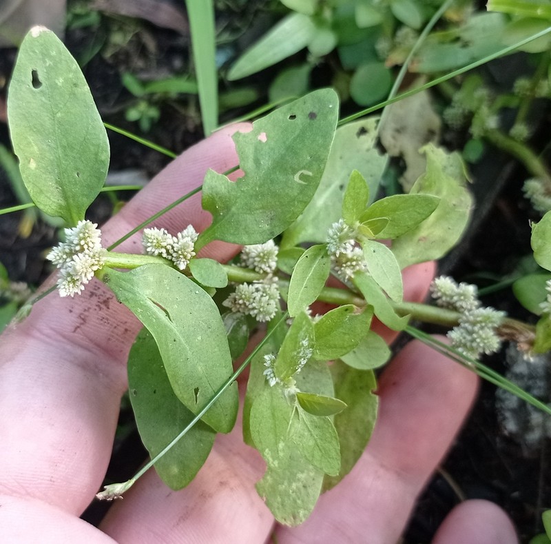 Alternanthera reineckii photo 5